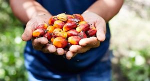 Palm oil prices hit two-year high following Malaysian floods